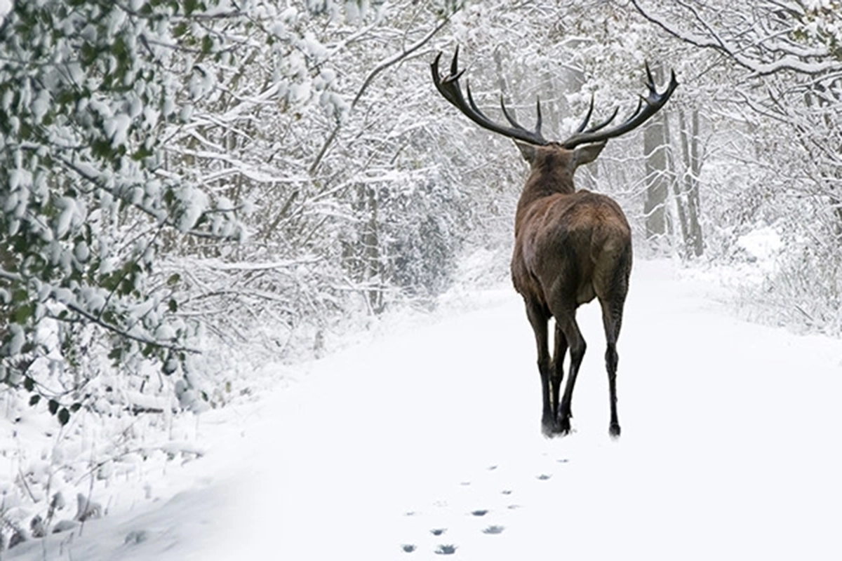 Image of a dear in a winter forest